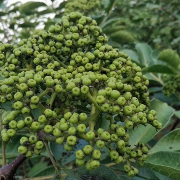 中花吴茱萸苗