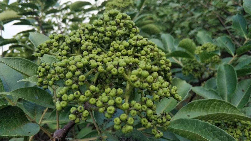 中花吴茱萸苗