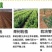 黑珍珠蓝莓苗盆栽地栽蓝莓树苗蓝莓苗蓝梅树苗南北方种植