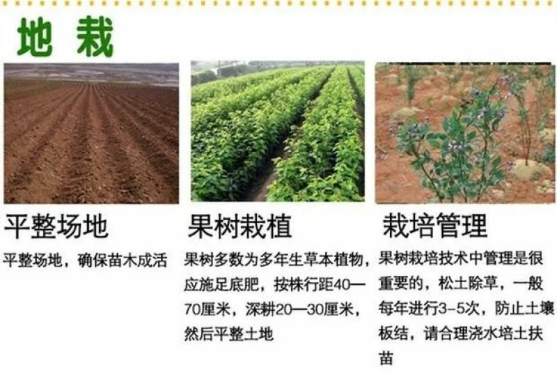 黑珍珠蓝莓苗盆栽地栽蓝莓树苗蓝莓苗蓝梅树苗南北方种植