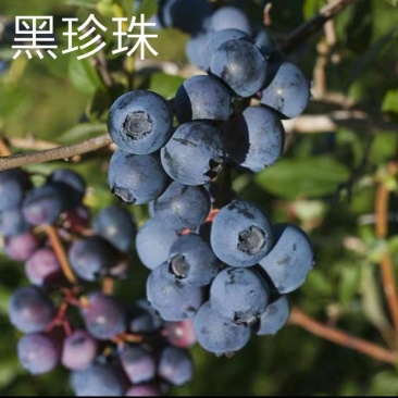黑珍珠蓝莓苗盆栽地栽蓝莓树苗蓝莓苗蓝梅树苗南北方种植