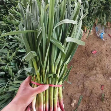 蒜苗黄耿蒜苗价格便宜，欢迎你来选购。