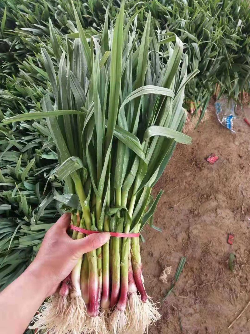 蒜苗黄耿蒜苗价格便宜，欢迎你来选购。