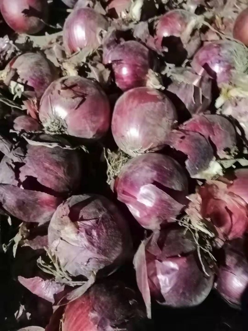 洋葱头！大量有货！价格优惠