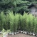人面竹，罗汉竹，四川人面竹基地出售，成都人面竹批发价格