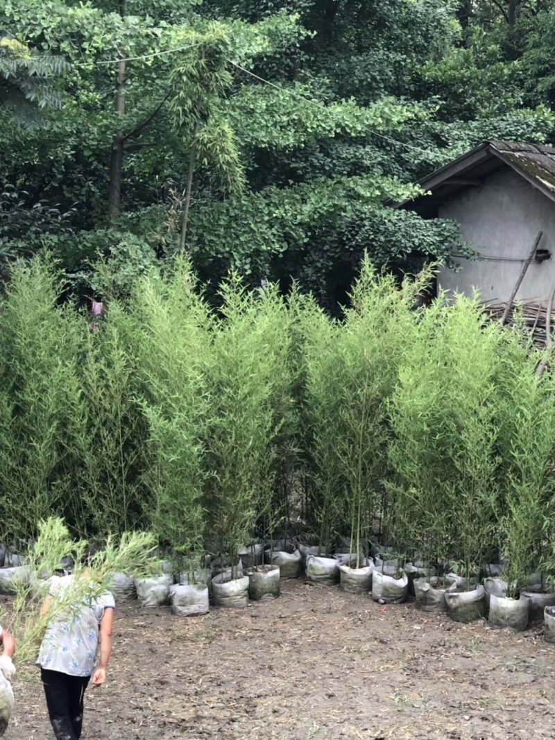 人面竹，罗汉竹，四川人面竹基地出售，成都人面竹批发价格
