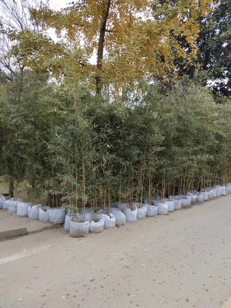 人面竹，罗汉竹，四川人面竹基地出售，成都人面竹批发价格