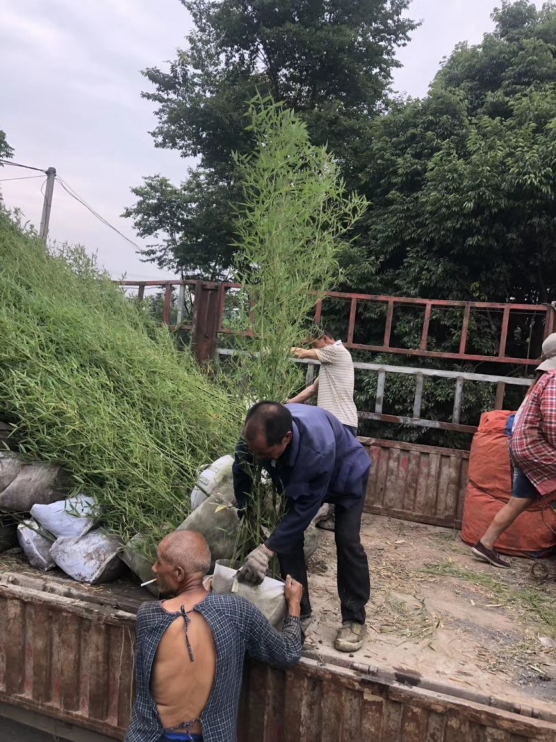 人面竹，罗汉竹，四川人面竹基地出售，成都人面竹批发价格