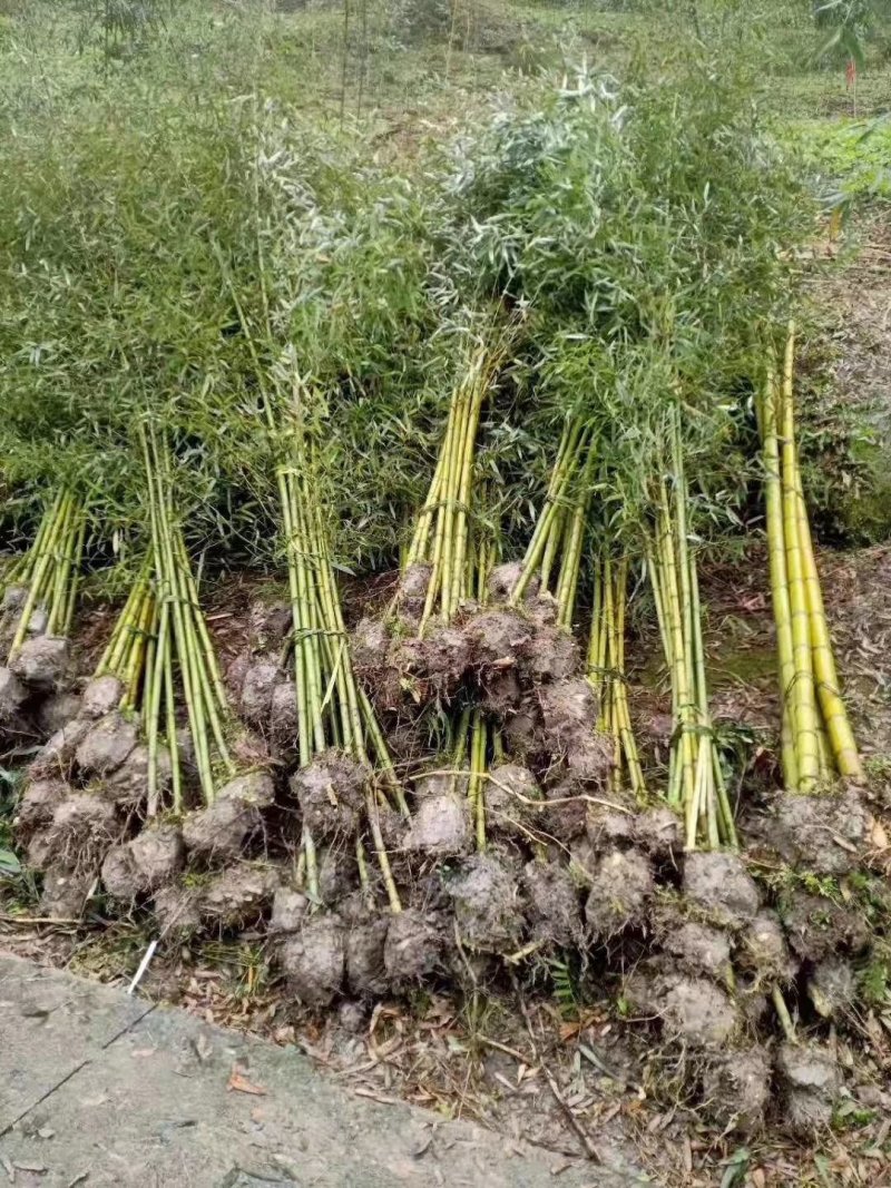 人面竹，罗汉竹，四川人面竹基地出售，成都人面竹批发价格