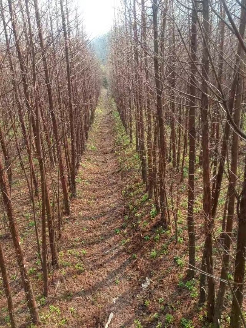 杉树基地可供3一20公分，现货长期有效。