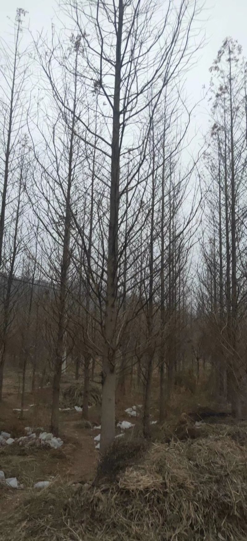 杉树基地可供3一20公分，现货长期有效。