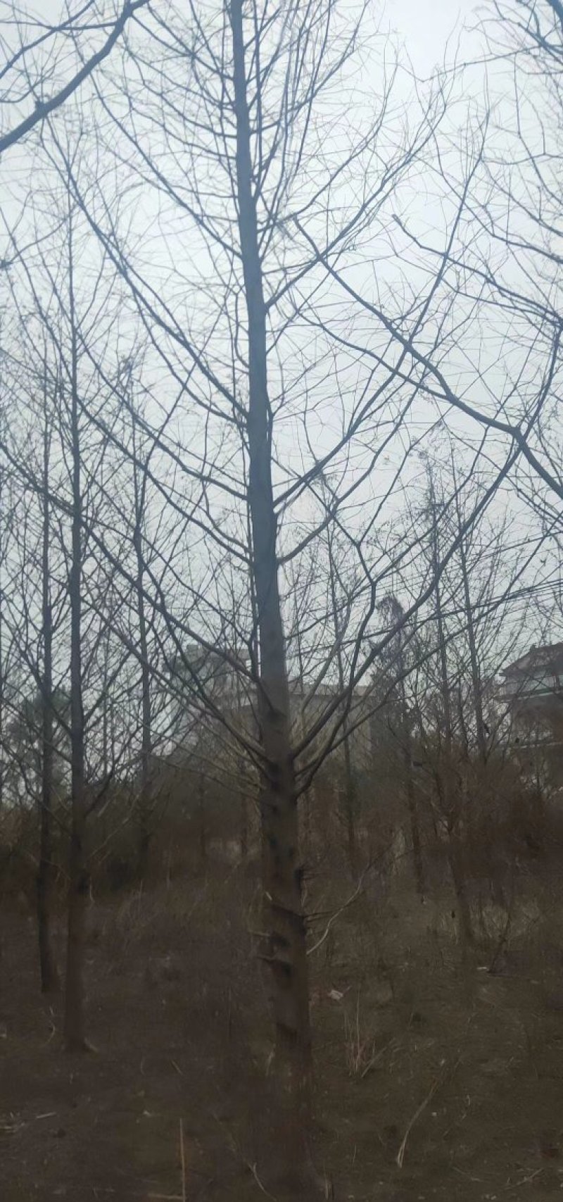 杉树基地可供3一20公分，现货长期有效。