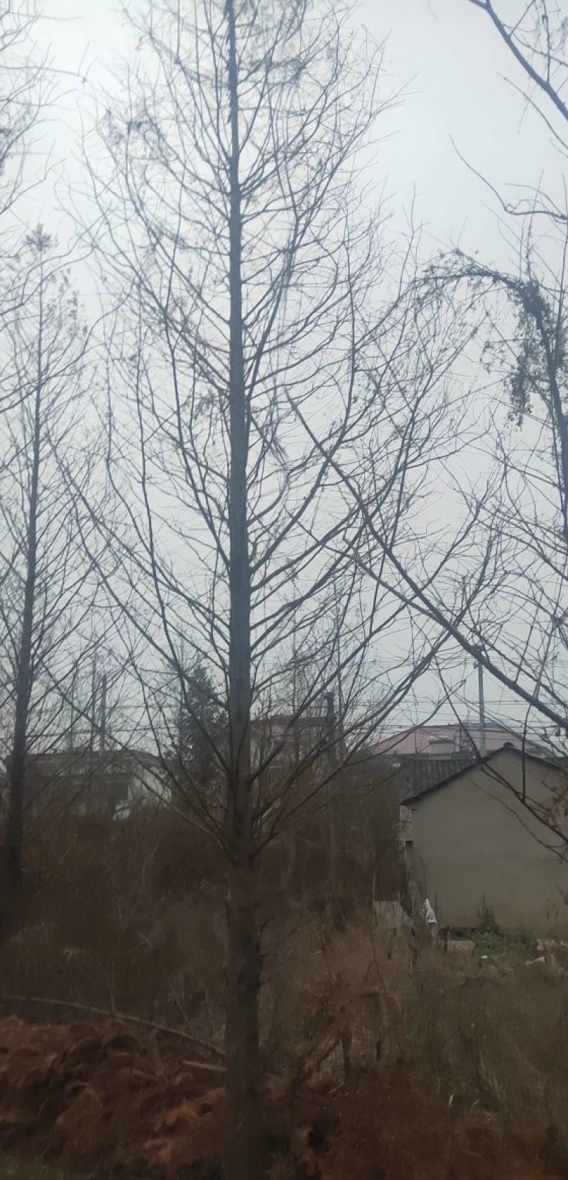 杉树基地可供3一20公分，现货长期有效。