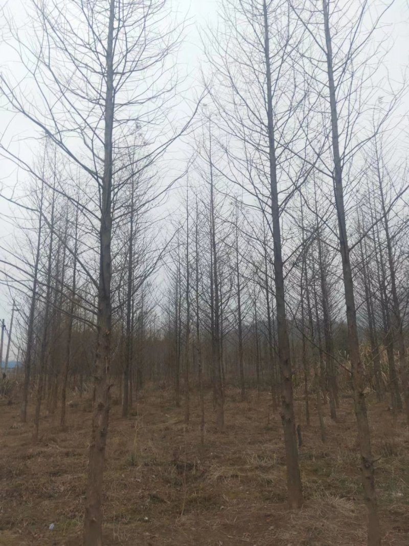杉树基地可供3一20公分，现货长期有效。