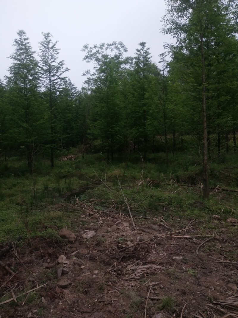 杉树基地可供3一20公分，现货长期有效。