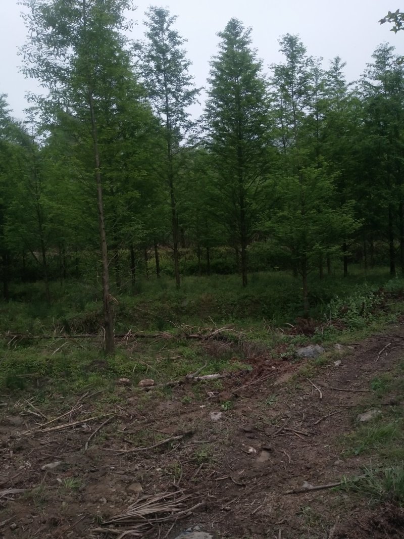 杉树基地可供3一20公分，现货长期有效。