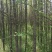 杉树基地可供3一20公分，现货长期有效。