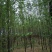 杉树基地可供3一20公分，现货长期有效。