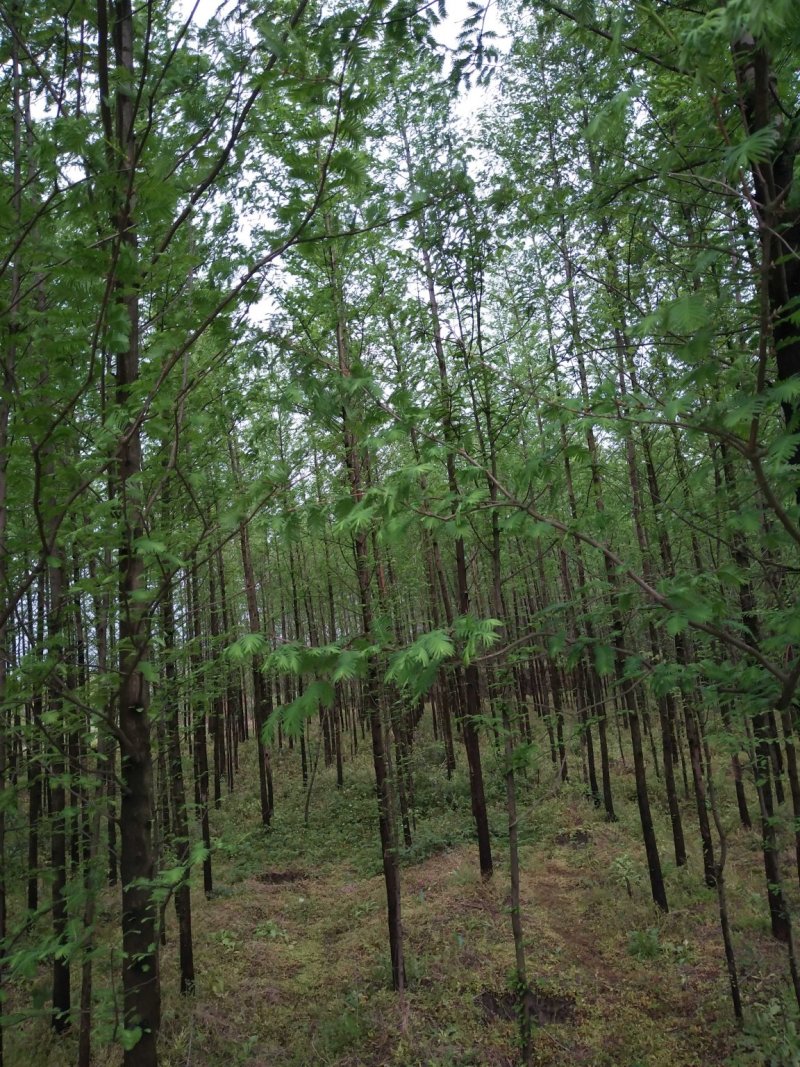 杉树基地可供3一20公分，现货长期有效。