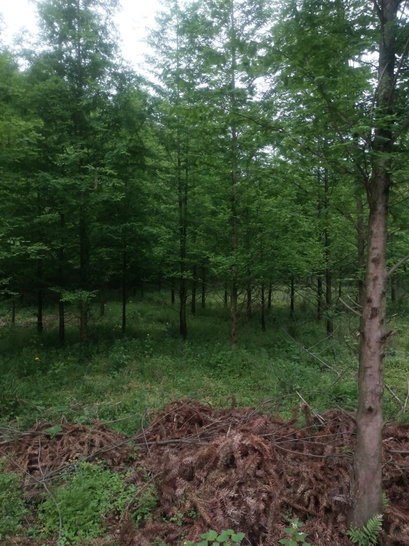 杉树基地可供3一20公分，现货长期有效。