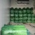 山东禹城精品暖棚芹菜，物美价廉！量大优惠