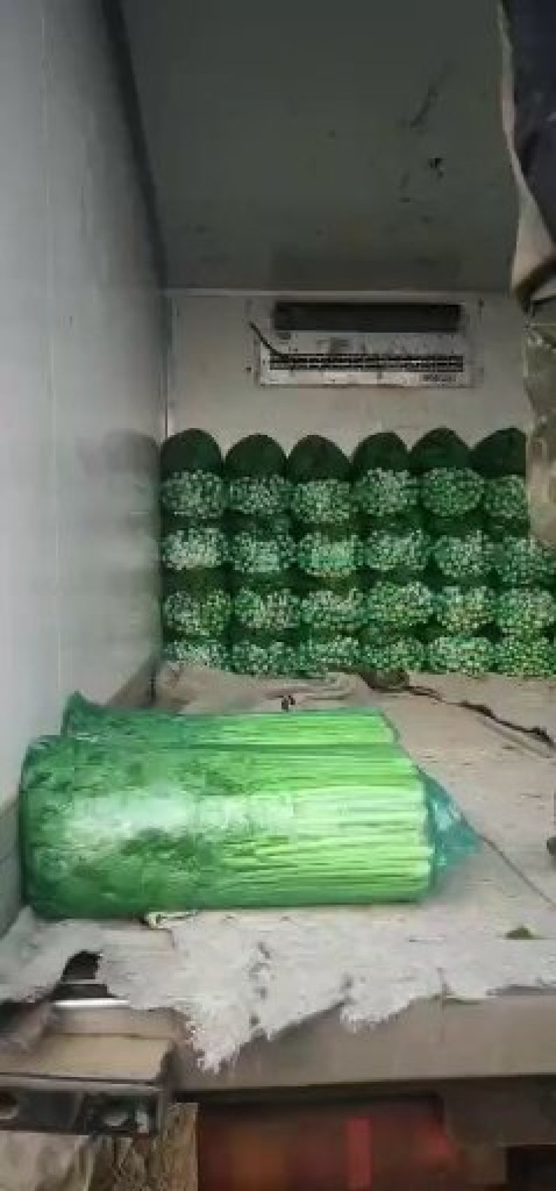 山东禹城精品暖棚芹菜，物美价廉！量大优惠