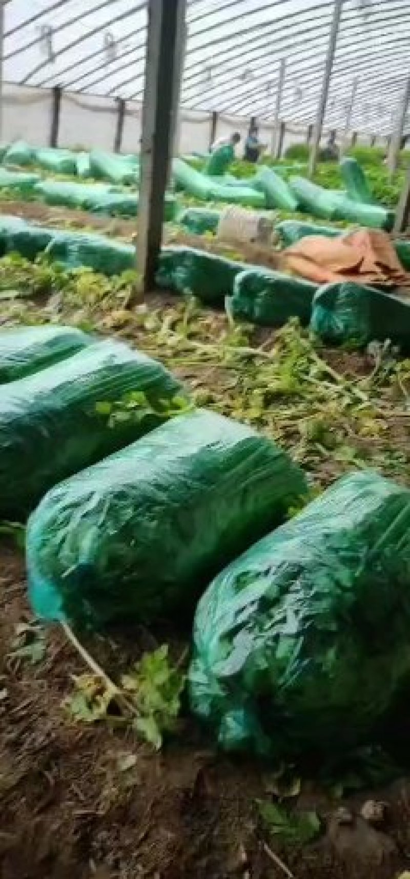 山东禹城精品暖棚芹菜，物美价廉！量大优惠