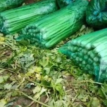 山东禹城精品暖棚芹菜，物美价廉！量大优惠