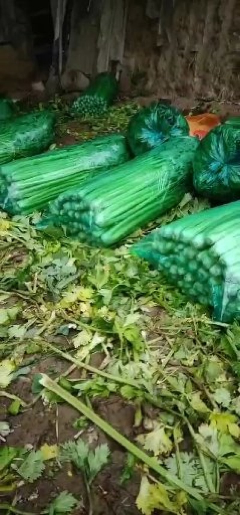 山东禹城精品暖棚芹菜，物美价廉！量大优惠