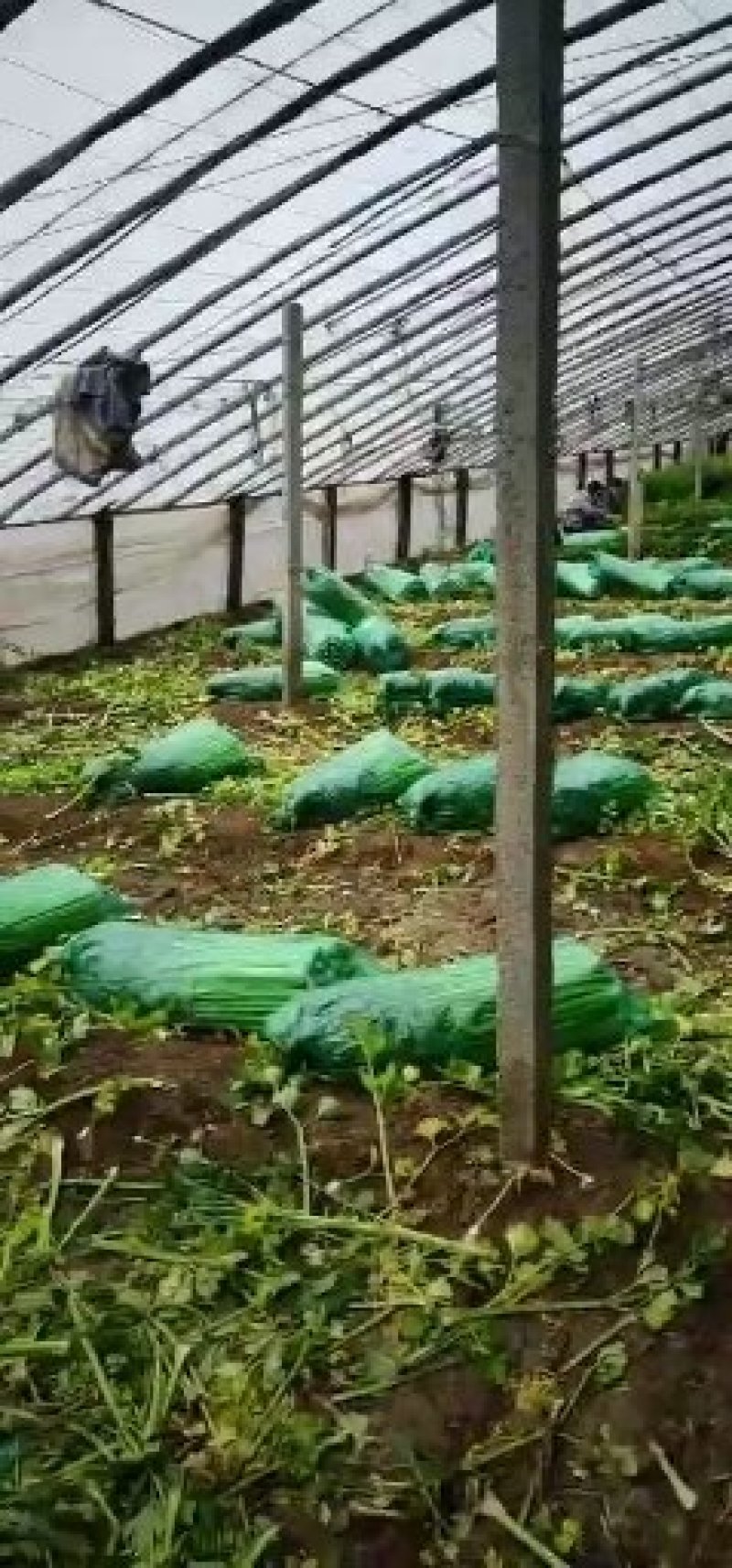 山东禹城精品暖棚芹菜，物美价廉！量大优惠