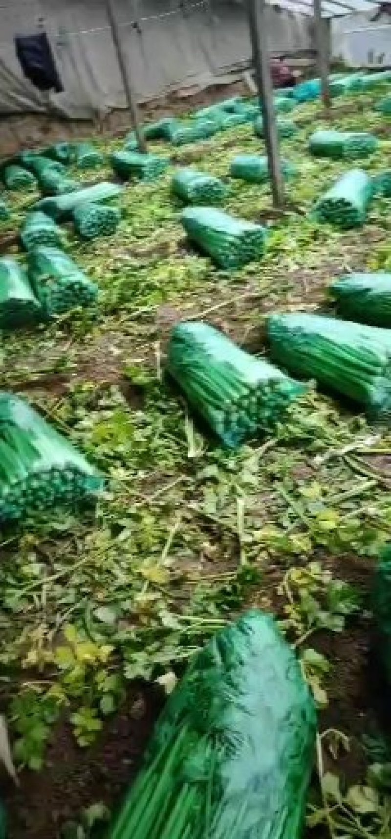 山东禹城精品暖棚芹菜，物美价廉！量大优惠