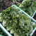 常年供应散叶生菜，产地直供。质量好，价格优，