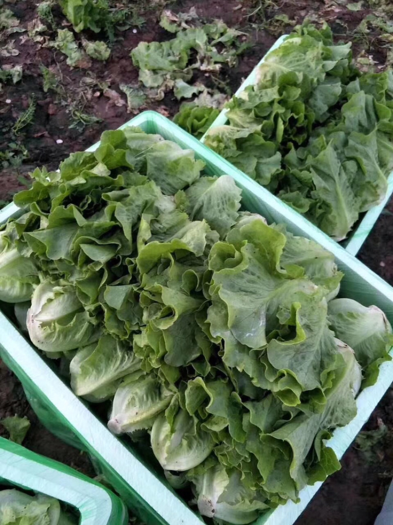 常年供应散叶生菜，产地直供。质量好，价格优，