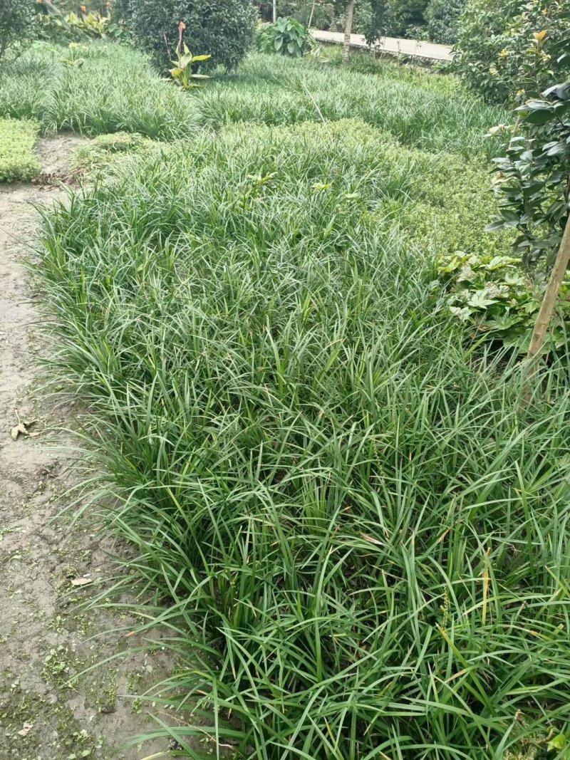 吉祥草，松寿兰，竹根七，四川成都吉祥草基地出售批发价格