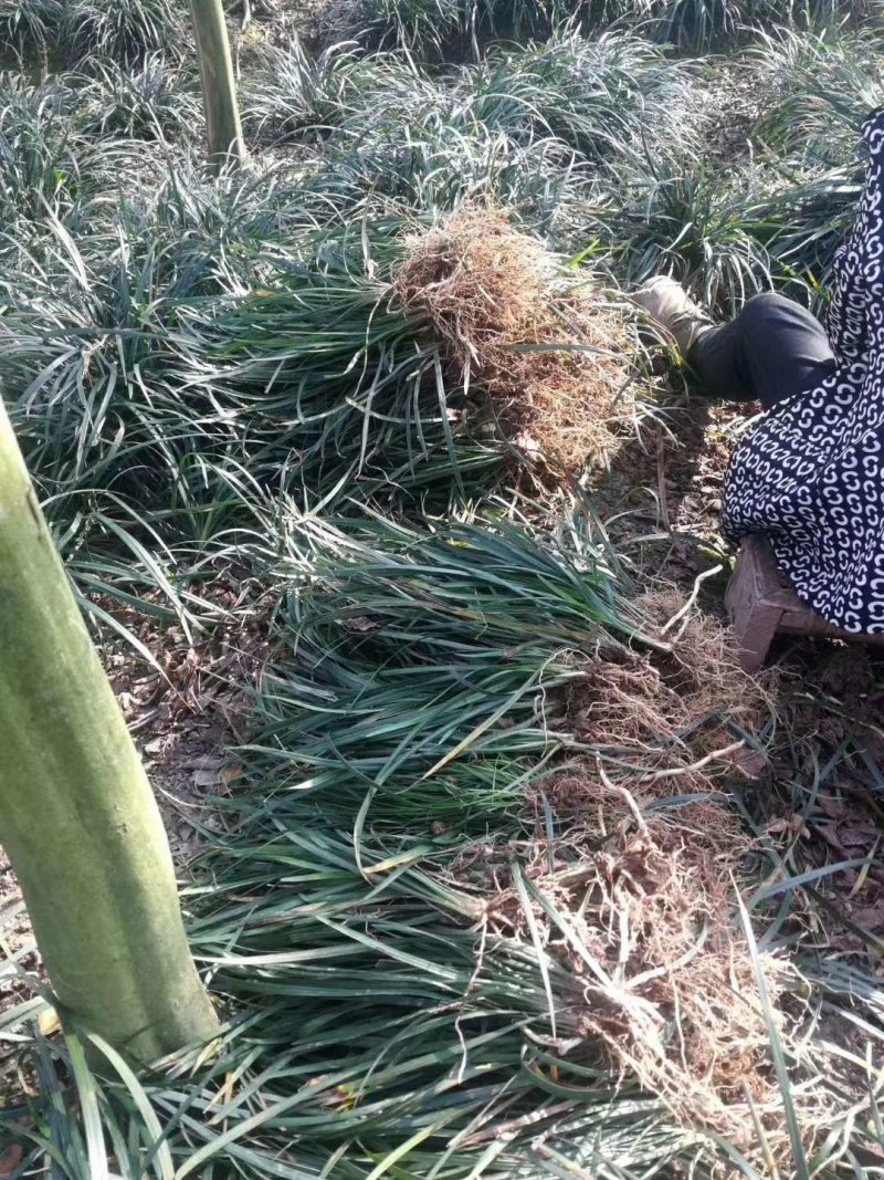 吉祥草，松寿兰，竹根七，四川成都吉祥草基地出售批发价格