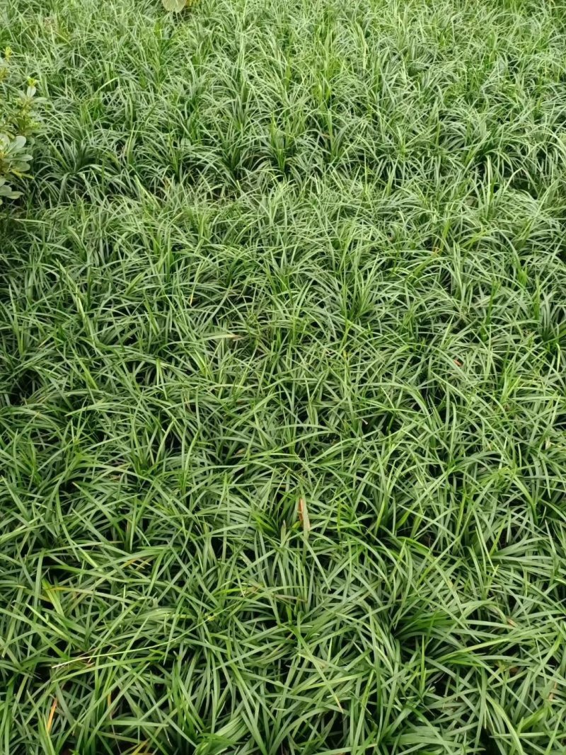 吉祥草，松寿兰，竹根七，四川成都吉祥草基地出售批发价格