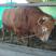 西门塔尔牛牛犊，肉牛犊，育肥牛犊，牛犊包运输包技术包成活