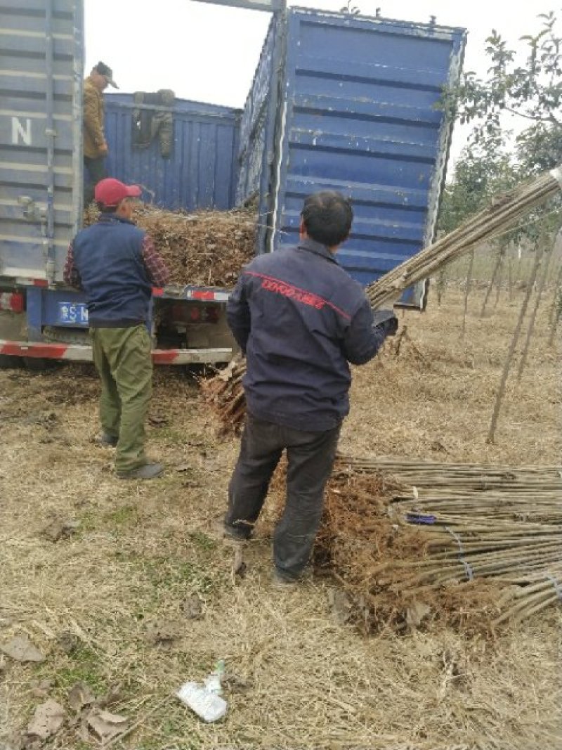 白杨树苗白杨苗速生无絮白杨树苗规格齐全价格优惠