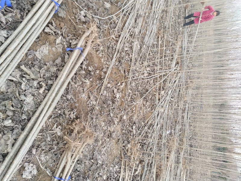 白杨树苗白杨苗速生无絮白杨树苗规格齐全价格优惠