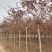 红叶榆.景泰园林红叶榆价格！6-10公分红叶榆！