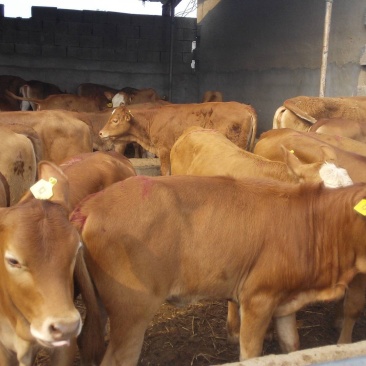 鲁西黄牛黄牛苗肉牛苗黄牛犊肉牛犊自养自销报价真实