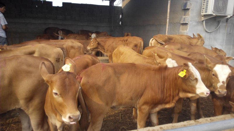 鲁西黄牛黄牛苗肉牛苗黄牛犊肉牛犊自养自销报价真实