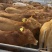鲁西黄牛黄牛苗肉牛苗黄牛犊肉牛犊自养自销报价真实