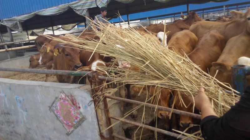 鲁西黄牛黄牛苗肉牛苗黄牛犊肉牛犊自养自销报价真实