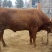 鲁西黄牛黄牛苗肉牛苗黄牛犊肉牛犊自养自销报价真实