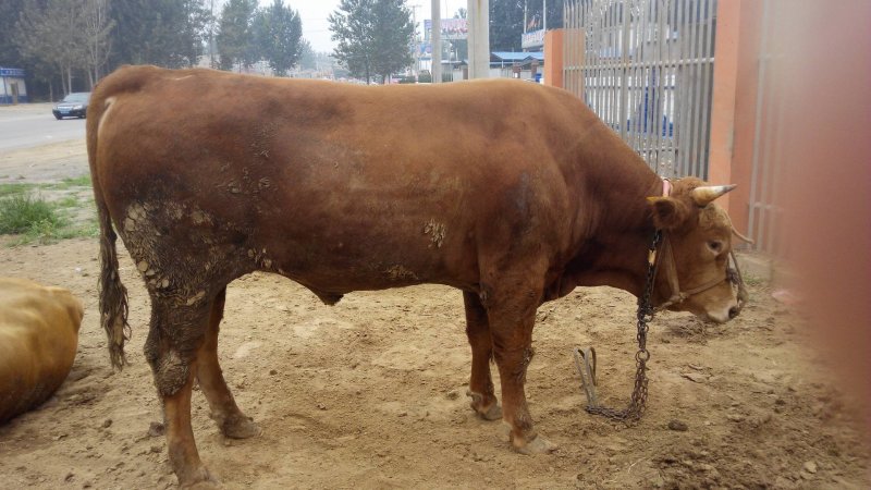 鲁西黄牛黄牛苗肉牛苗黄牛犊肉牛犊自养自销报价真实