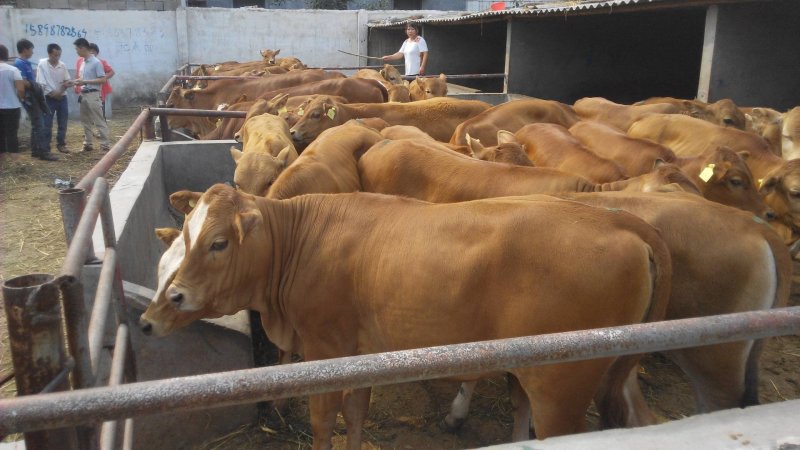 鲁西黄牛黄牛苗肉牛苗黄牛犊肉牛犊自养自销报价真实
