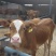 鲁西黄牛黄牛苗肉牛苗黄牛犊肉牛犊自养自销报价真实