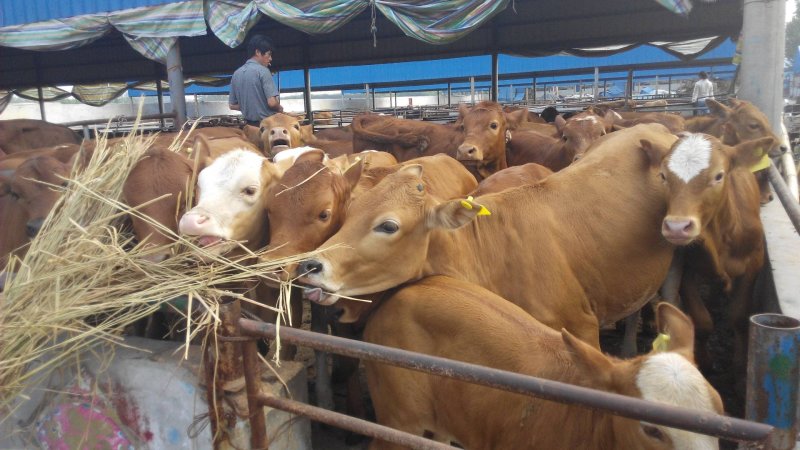 鲁西黄牛黄牛苗肉牛苗黄牛犊肉牛犊自养自销报价真实