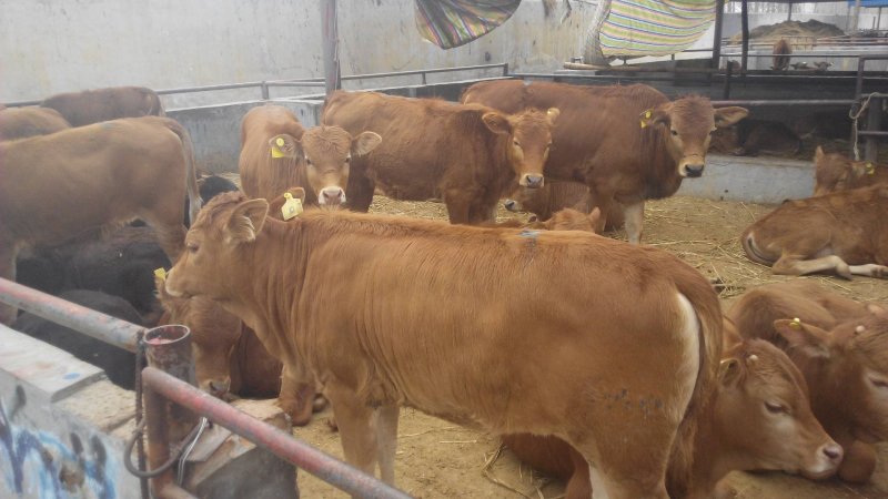鲁西黄牛黄牛苗肉牛苗黄牛犊肉牛犊自养自销报价真实